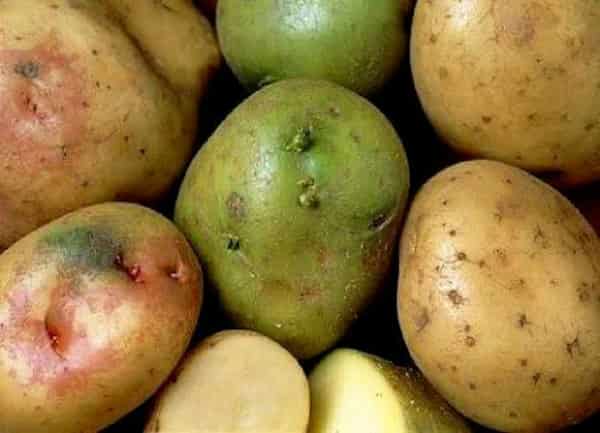 خرید سیب زمینی پوست سبز + قیمت فروش استثنایی